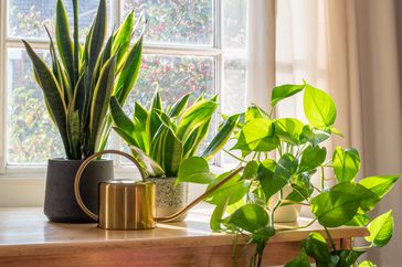 three house plants and watering can near a window