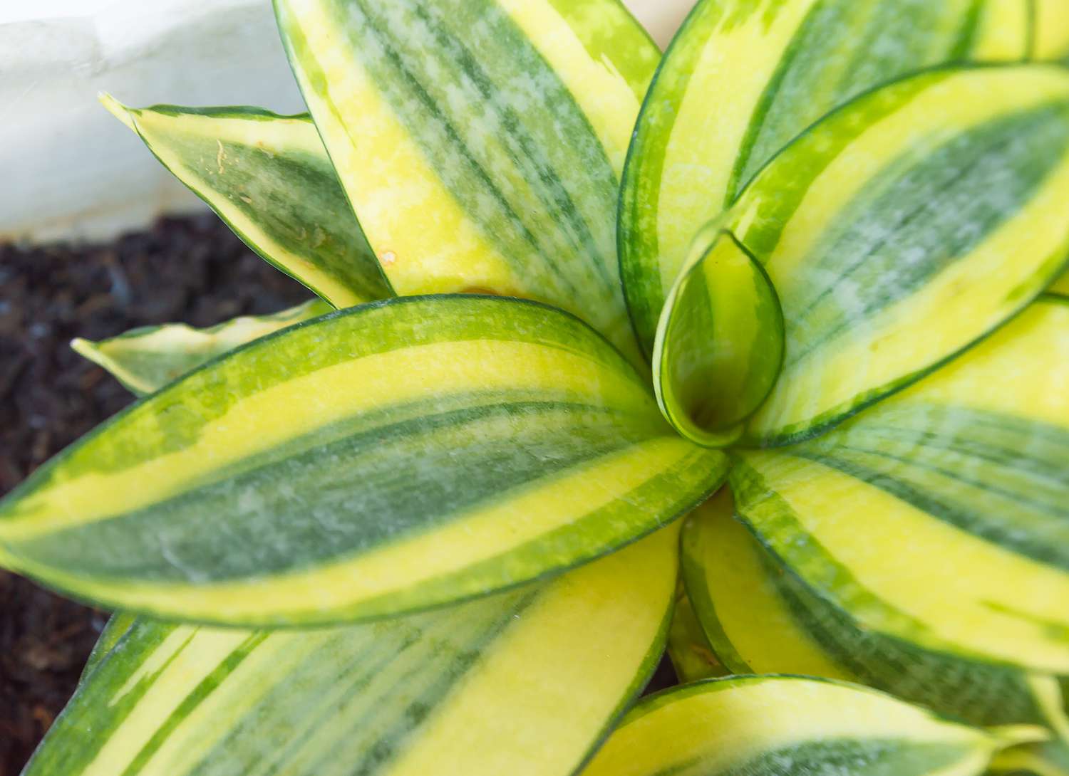 close up of a snake plant
