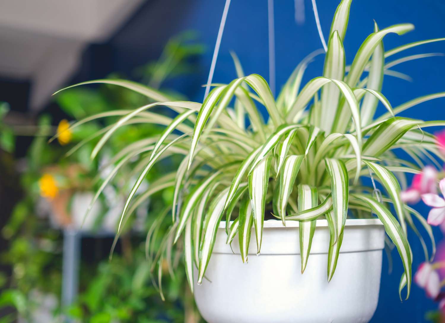hanging spider plant in white container