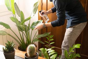 Man watering indoor plants