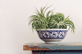 Several air plants in a blue and white china cup on an old table