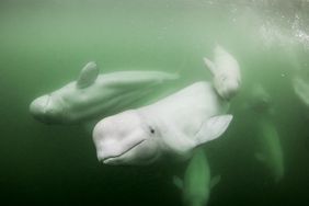 beluga whales underwater