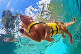 dog swimming in body glove dog life jacket