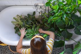 woman bottom watering houseplants