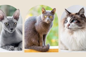 Sphynx cat, Russian Blue cat, and Ragdoll cat