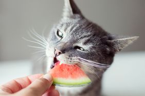 cat eating watermelon