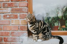 Tabby cat sits on a windowsill