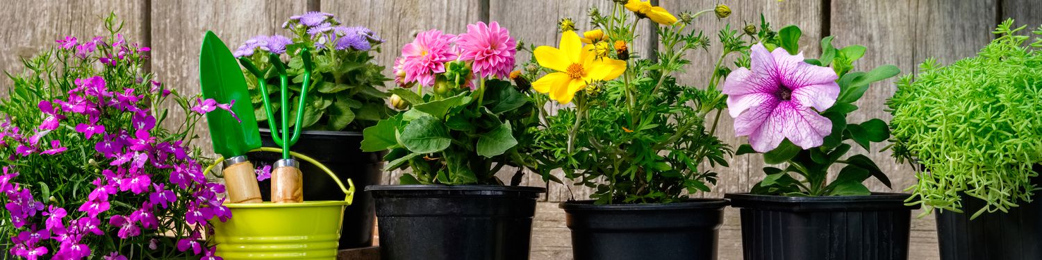 container garden banner - flowers in pots