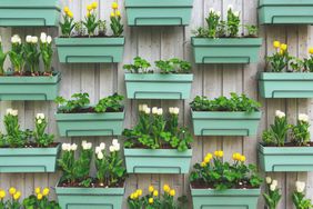 tulips and herbs in boxes on a wall