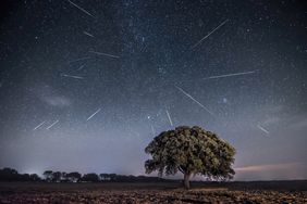 Meteor shower over a tree
