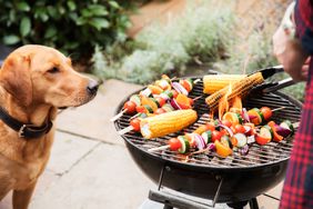 dog kebobs corn grill outdoors