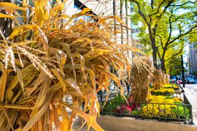 dried corn stalk decorations outside building
