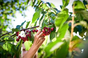 picking cherries from food forest