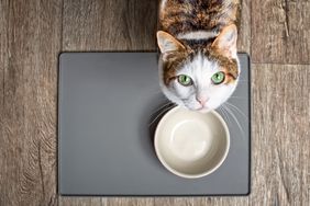 hungry cat waiting for food in bowl