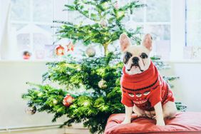 french bulldog in sweater near christmas tree
