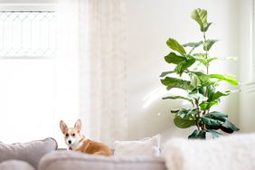 tall houseplant and dog
