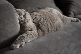 cat asleep couch