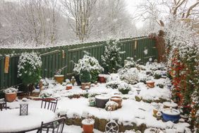 snowy garden 
