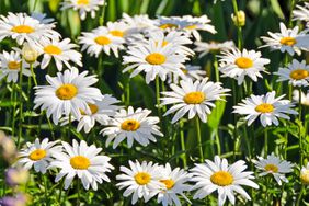 beautiful, white daisies in garden 