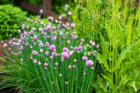 Chives in small garden