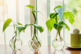pothos plants growing in water in three vases