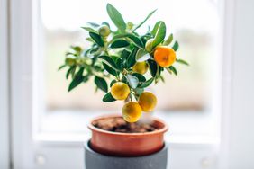 Mandarin Calamondin houseplant on bright windowsill