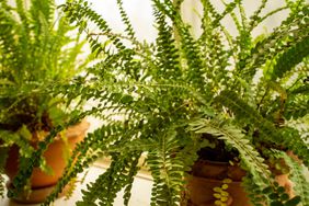 Two terracota pots of fern plants at a bathroom window with natural light.