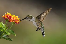 Hummingbird feeding on lantana
