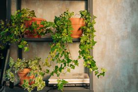 ivy vine houseplant