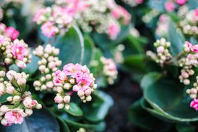 kalanchoe plant with pink flowers