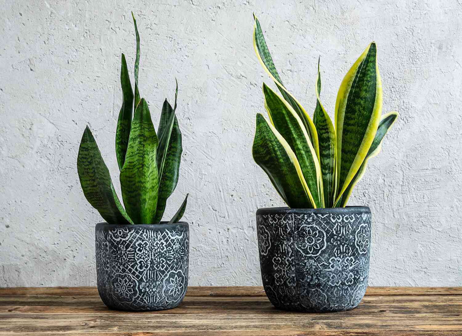 two snake plants in decorative pots with stucco background