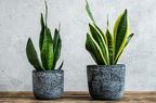 two snake plants in decorative pots with stucco background