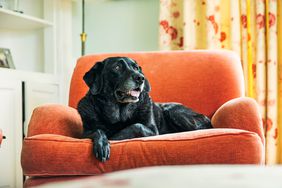 older dog in comfy living room chair