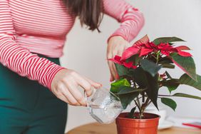 Woman watering poinsettia plant while standing at home