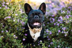 Happy French Bulldog in flowers outdoors