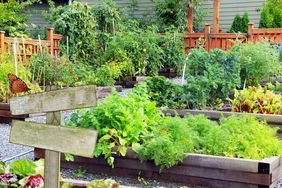garden vegetable fruit herbs