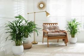 Home sitting area with palm plants