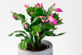 potted flowering thanksgiving cactus