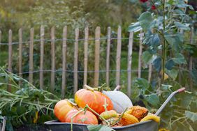 wheelbarrow filled with pumpkins sitting in a garden