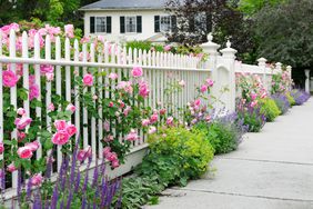rose garden on white fence