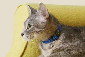 Cat wearing breakaway cat collar