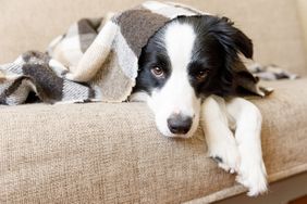 border collie lying on couch under plaid indoors