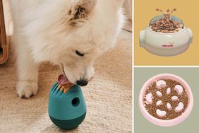 Composite image of dog food bowls