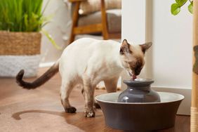 Frisco Ceramic Dog & Cat Fountain, Gray, 64-oz By Frisco