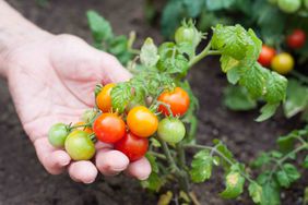 growing tomatoes in garden