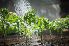 Watering a row of tomato seedlings