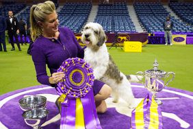 Handler Janice Hayes holds Buddy Holly the Petit Basset Griffon Vendeen after winning the Best in Show award during the Annual Westminster Kennel Club Dog Show Best in Show at Arthur Ashe Stadium in Queens, New York, on May 9, 2023. 