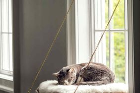 window ledge cat bed