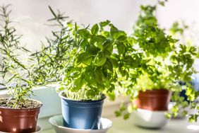 Fresh green herbs, basil, rosemary and coriander in pots placed on a window frame.