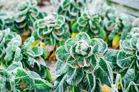 Frosty brussel sprouts